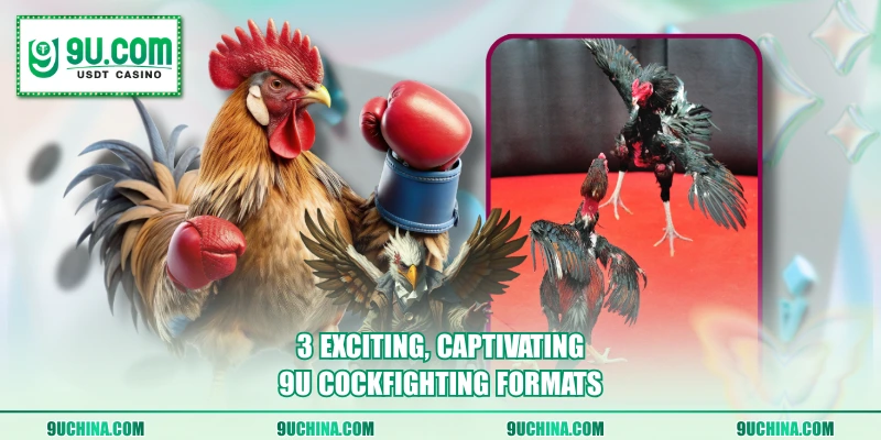 3 exciting, captivating 9U Cockfighting formats