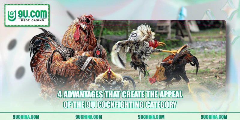 4 advantages that create the appeal of the 9U Cockfighting category