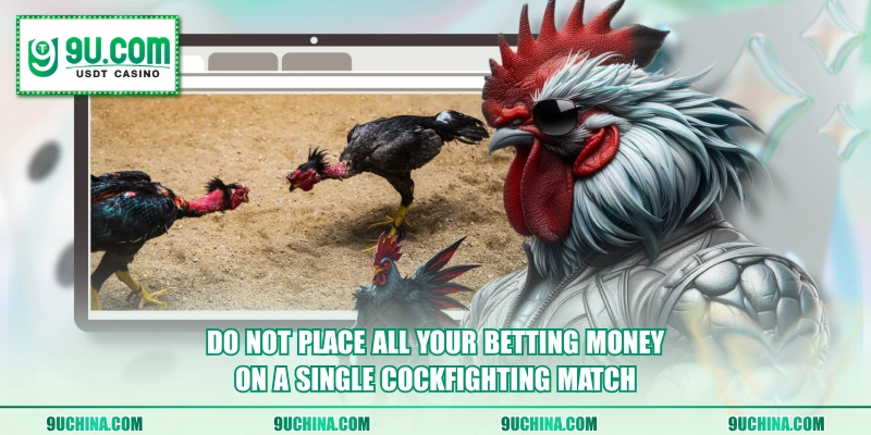 Do not place all your betting money on a single cockfighting match