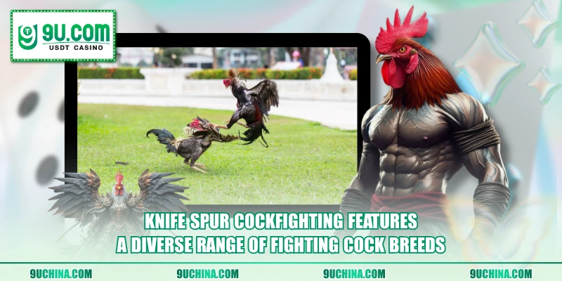 Knife Spur Cockfighting features a diverse range of fighting cock breeds
