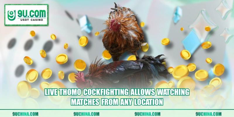 Live Thomo Cockfighting allows watching matches from any location