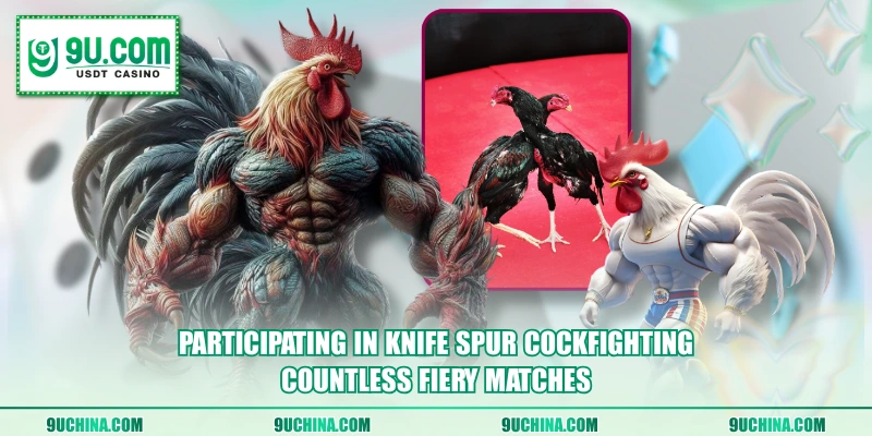 Participating in Knife Spur Cockfighting countless fiery matches