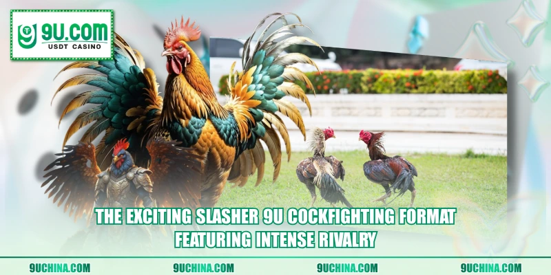 The exciting Slasher 9U Cockfighting format featuring intense rivalry
