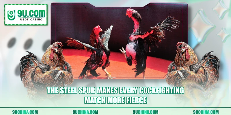 The steel spur makes every cockfighting match more fierce