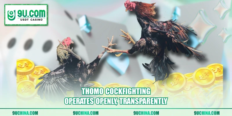 Thomo Cockfighting operates openly, transparently